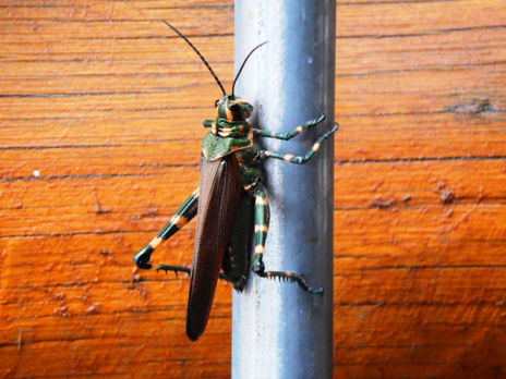 Saltamontes