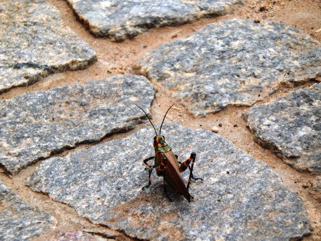 Ciao Saltamonte Naturaleza Color (Digital)