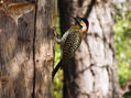 Pajaro Carpintero