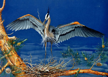 Nidification de heron