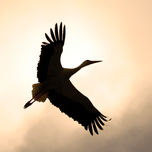 ANIMALES thumbnail 2