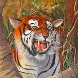 NATURE thumbnail 2