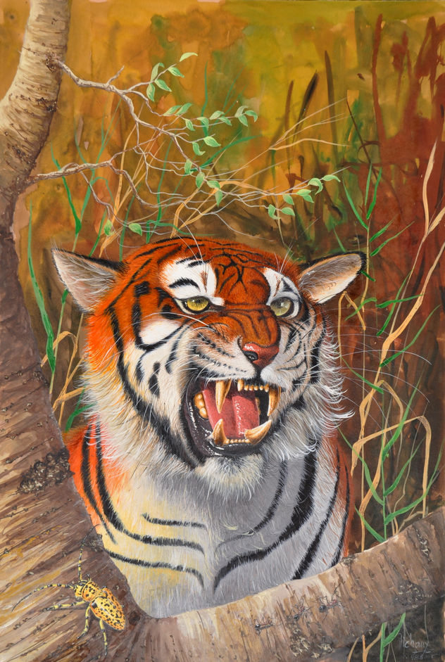 TIGRE DU BENGAL