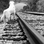 ANIMALES thumbnail 1