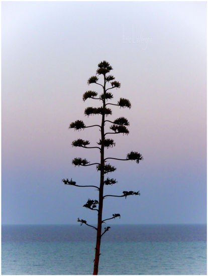 Felicidad...Torrevieja 2008 - 08-08.711.2 Naturaleza Color (Digital)