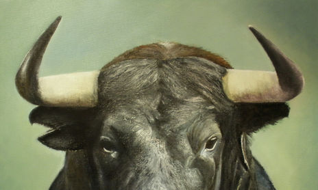 TOROS
