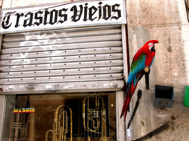 guacamayo