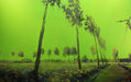 mirada verde
