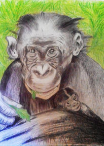 Amor de chimpancé