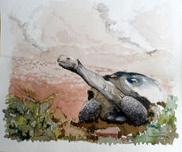 Tortuga de galápagos