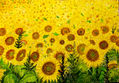 GIRASOLES