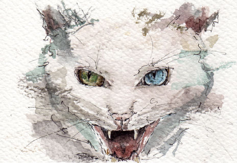 Gato 1