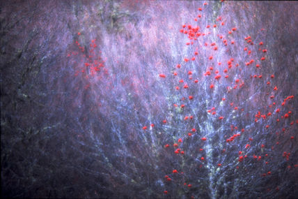 Frutos rojos