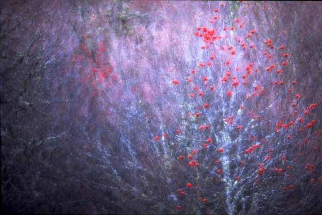 Frutos rojos