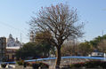 arbol