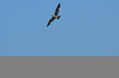 Juan Salvador Gaviota
