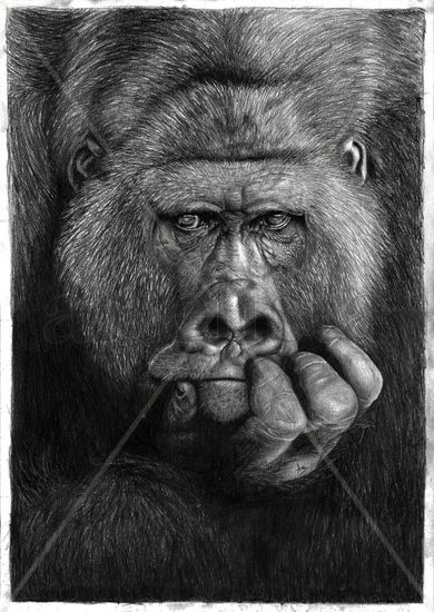 Gorilla Gaze Pencil