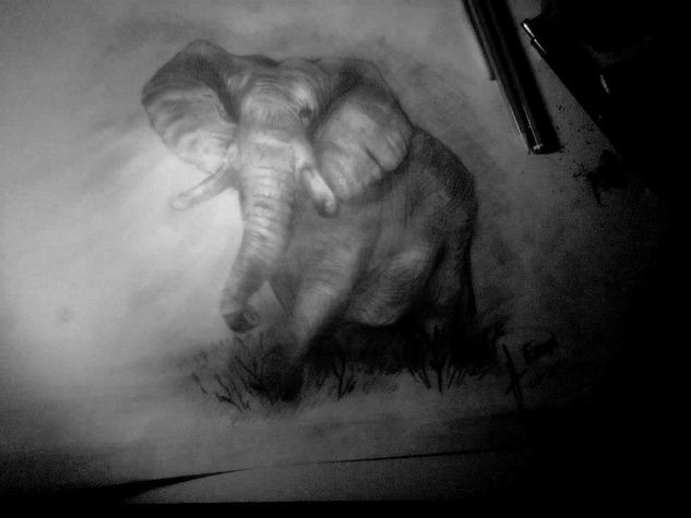 Elefante Graphite