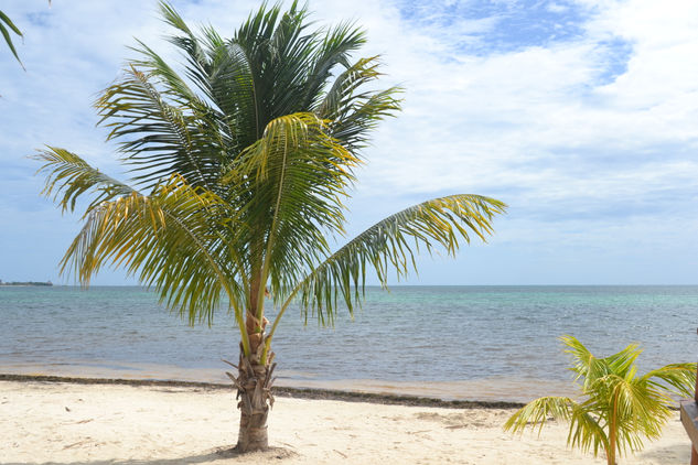 Palmera Nature Color (Digital)