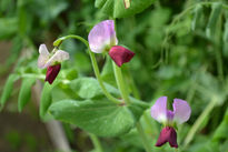 Flor de Haba