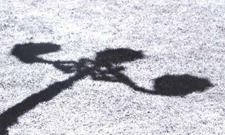 SOMBRAS