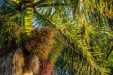 Follaje de palmera