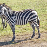 SAFARI FOTOGRAFICO thumbnail 1