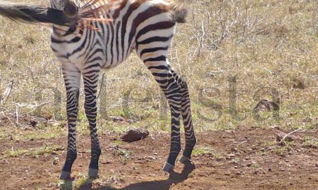 SAFARI FOTOGRAFICO
