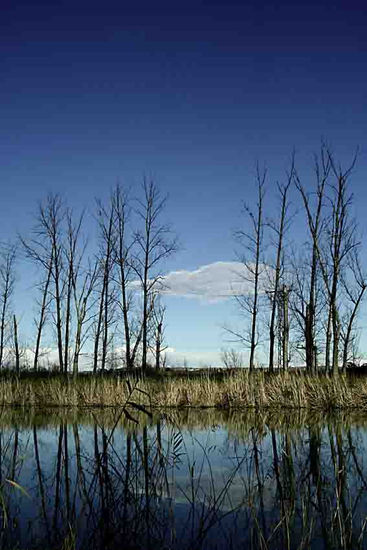 reflejos Nature Color (Digital)