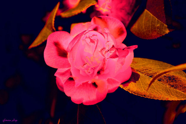 Nocturno floral Nature Color (Digital)