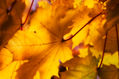 Otoño