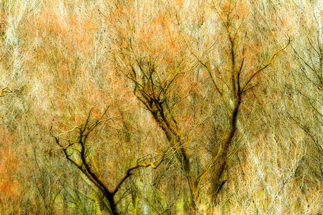 Arboles en invierno Nature Color (Digital)