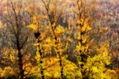 Arboles en Otoño