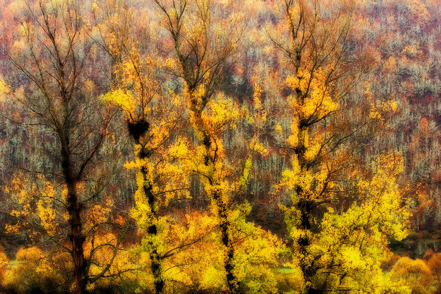 Arboles en Otoño Naturaleza Color (Digital)