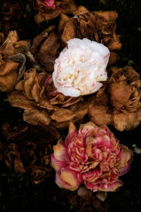 Camelias 3