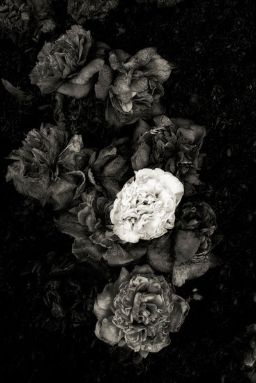 Camelias 5 Naturaleza Blanco y Negro (Digital)