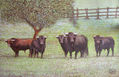 TOROS EN EL CAMPO