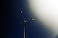 Gaviotas en la farola 1