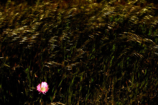 Flor y hierba Naturaleza Color (Digital)