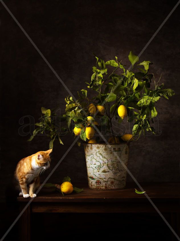 Bodegón del gato y el limón