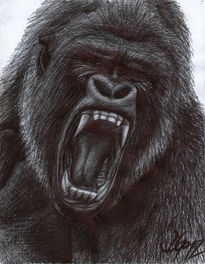 Gorilla