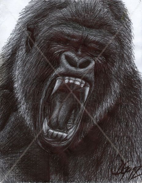 Gorilla