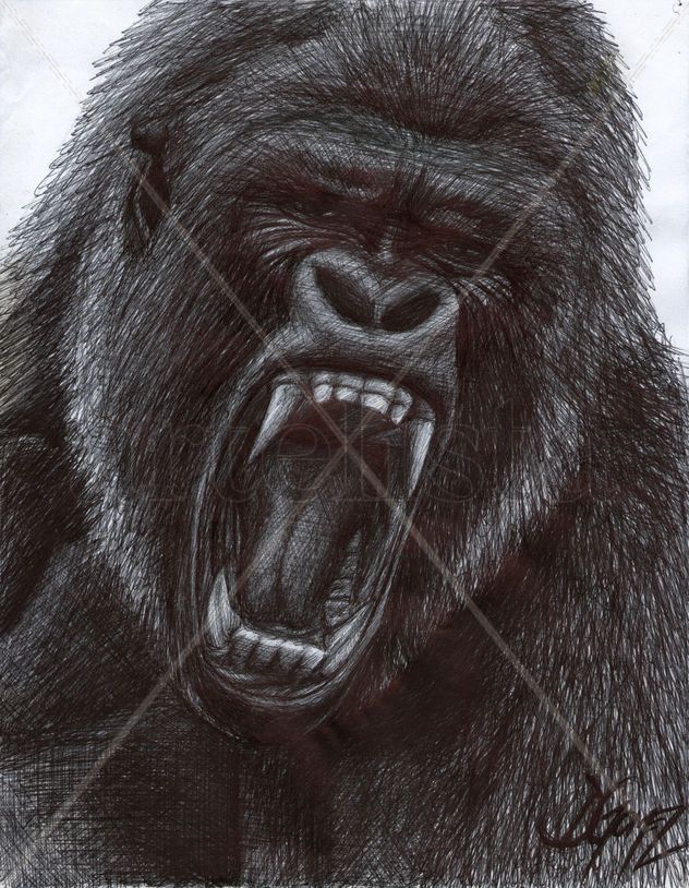 Gorilla