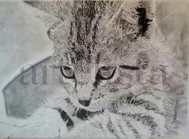 gato