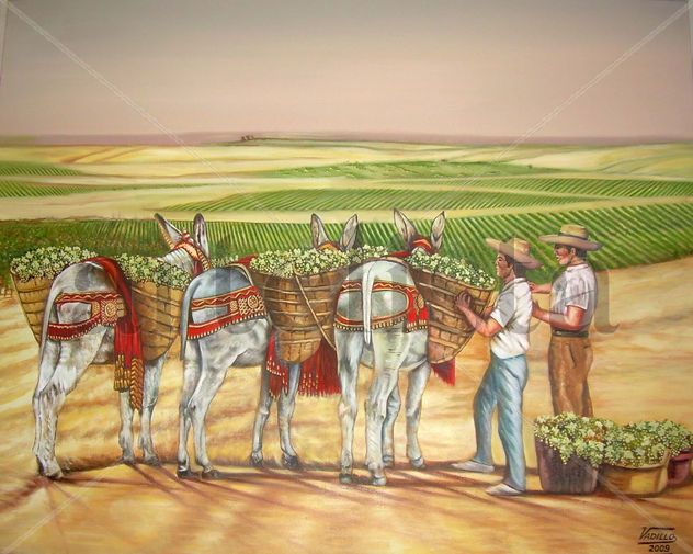 TRANSPORTANDO LA UVA