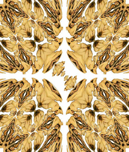 Odalisas