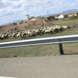 Animales thumbnail 2