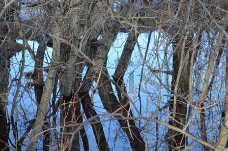 Reflejos enmarañados