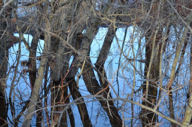 Reflejos enmarañados