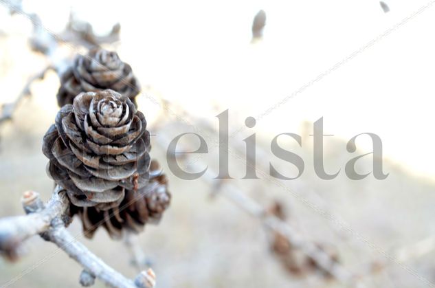 Piña pinecone Nature Color (Manual)